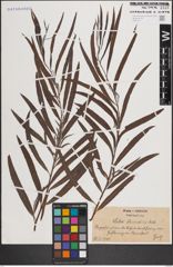 Foto von Salix fluviatilis Nutt.